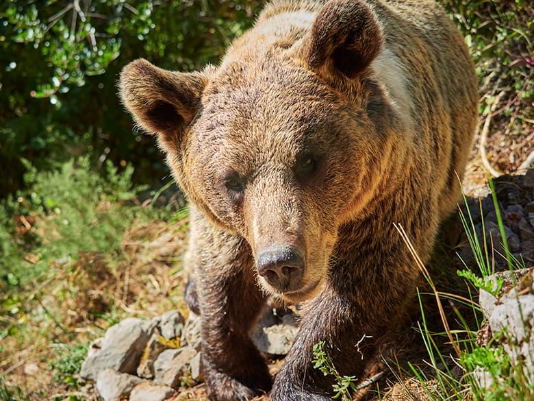 Image of the Molina bear (Proaza)