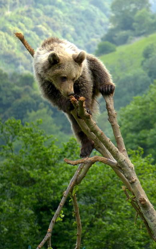 Image of a Cantabrian brown bear ©Bear Foundation