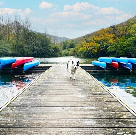 Image Adventure with your pet