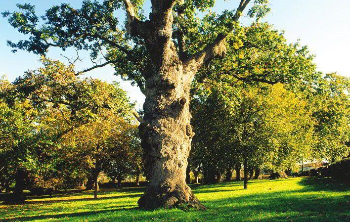 Carbayera de El Tragamón Carbayera de El Tragamón