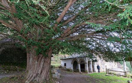 Santa Coloma Yew Tree