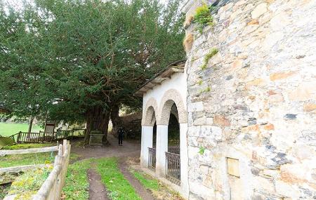 Santa Coloma Yew Tree