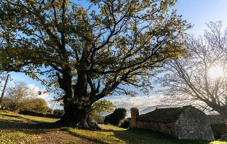 Carbayón de Valentín