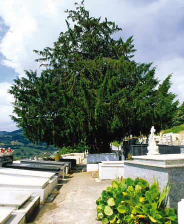 Yew of Salas Yew of Salas