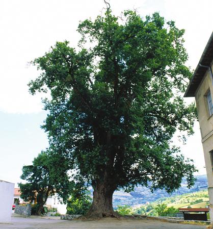 Image Carbayón de Lavandera