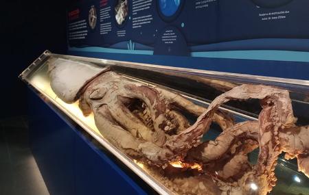 Imagen Giant Squid Centre